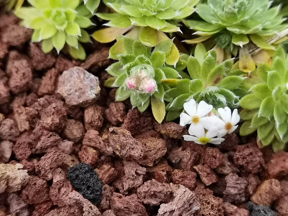 Androsace jacquemontii var. robusta